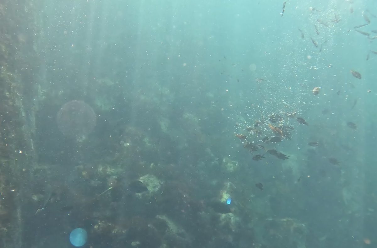 GoProの水中映像